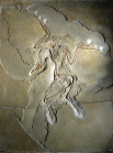 640px-Archaeopteryx lithographica (Berlin specimen).jpg