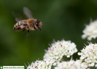 Honeybee 06.jpg