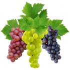 Виноград 2.jpg