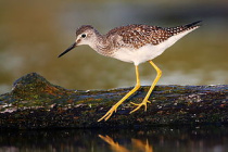 Yellowleg250326.jpg
