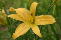 Hemerocallis graminea4.jpg