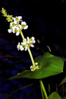 Sagittaria latifolia.jpg