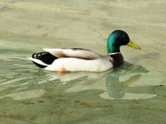 Самець-дикої-качки-1398779876 71.jpg