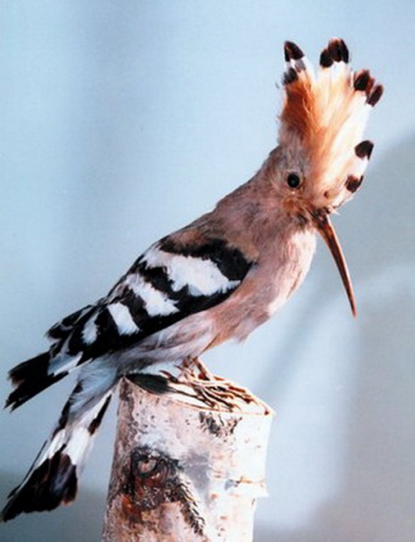 Файл:Одуд 3.jpg