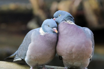 1 big-v1718238054.jpg