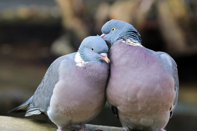 Файл:1 big-v1718238054.jpg