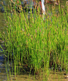 Eleocharis palustris Prague 2013 1.jpg