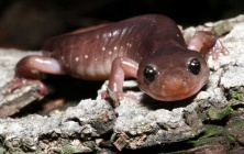 Drevesnaya-salamandra1.jpg