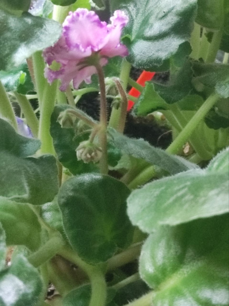 Файл:Чічечка 1.jpg