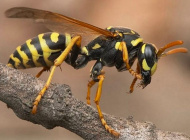 Осище 12.04.jpg