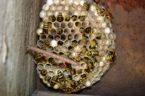 Осина сота.jpg