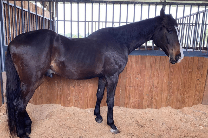 Файл:Sidlatyi 2.png