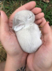 17 Animals Who Are So Smol, You Won't Be Able To Think About Anything Else.jpeg