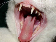 Ікла кішки.jpg