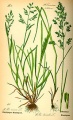 200px-Illustration Poa trivialis0.jpg