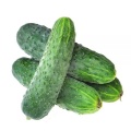 Cucumber.jpeg