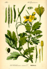 Celidonia Illustration Chelidonium majus-695x1030.jpg