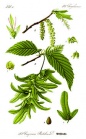 225px-Illustration Carpinus betulus 1.jpg