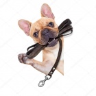 Depositphotos 65377991-stock-photo-leash-dog-ready-for-a.jpg