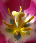 1200px-Tulipan wisnia6522.jpg
