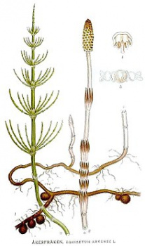 220px-515 Equisetum arvense.jpg