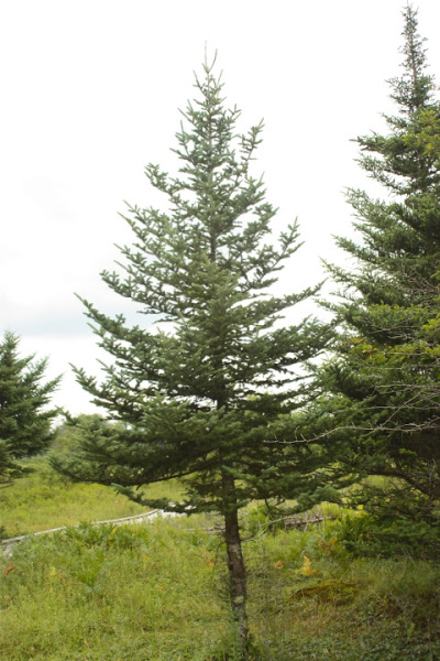 Файл:Fir tree 1256+.jpg