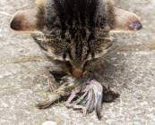 Bird-Murdering-Cat.jpg
