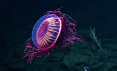 Медуза 8.jpg