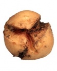 Kartofel4.jpg