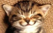 Кот улыбается.jpg