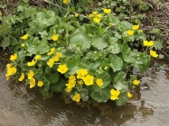 800px-Caltha palustris 100405.jpg