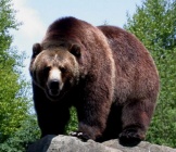 Medved-grizli.jpg