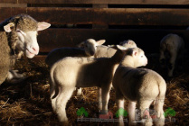 Вівця з новонародженими ягнятами (4) 28.03.2025.jpg