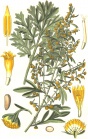 Illustration Artemisia absinthium0 clean.jpg