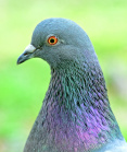 Columba livia Humber Bay Park Toronto.jpg