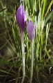 2 Colchicum Autumnale.jpg