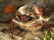 Усики-майского-жука-фото.jpg