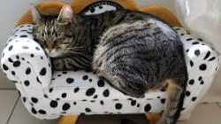 Байдикувати image cat.jpg