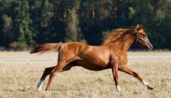 Depositphotos 2879385-stock-photo-dancing-horse.jpg