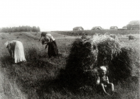 Середняк поле.png