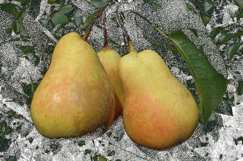 Файл:Dulia 23.gif